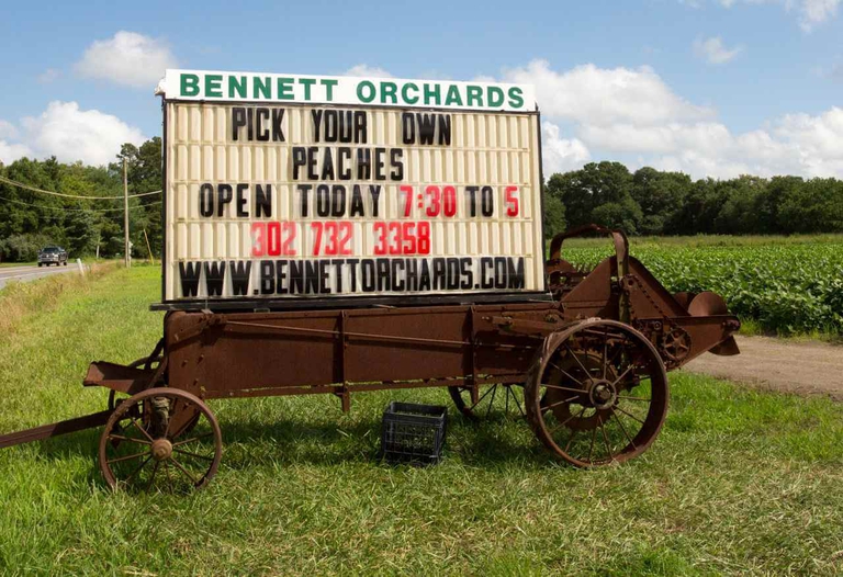 Roadside sign showing where pick-your-own Bennett Peaches are available that day on our farm. 